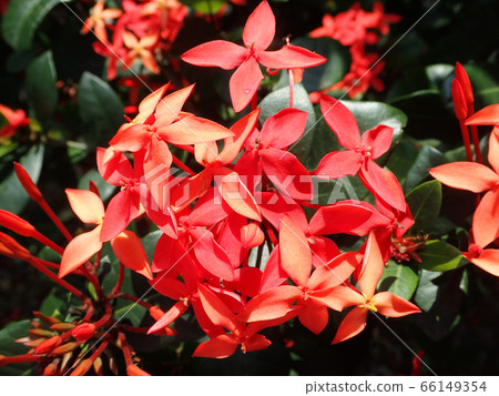 沖繩縣最有名的三花桑丹卡 66149354