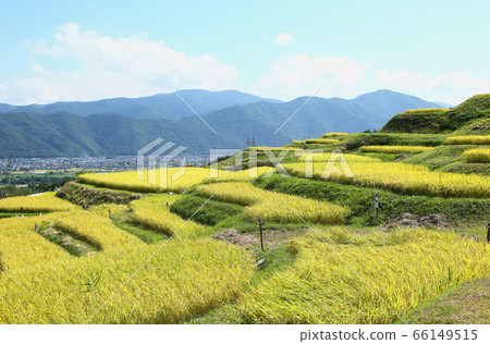Shinshu Obasute Rice Terraces Shinshu Obasute Rice Terraces 66149515