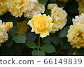 Yellow rose 66149839