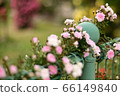 Cherry blossom rose fence 66149840