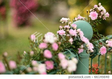 Cherry blossom rose fence Cherry blossom rose fence 66149840