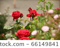 Rose in the bush 66149841