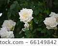 White Rose 66149842