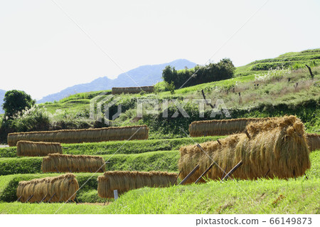 Shinshu's barren rice terraces Shinshu's barren rice terraces 66149873