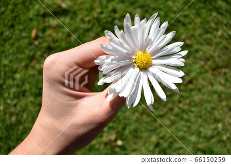 A single daisy in female hands 66150259