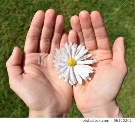 A single daisy in female hands 66150261