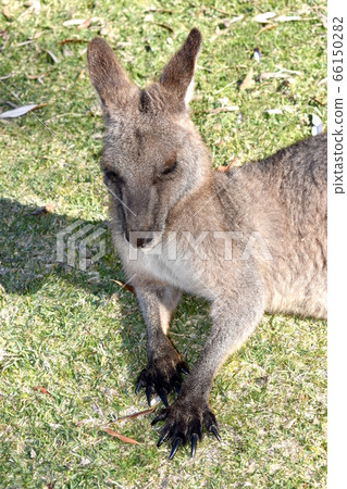 A kangaroo resting on grass 66150282