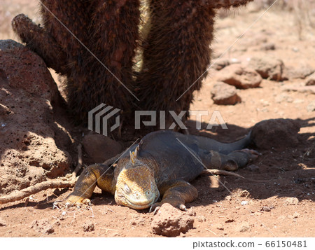 加拉帕戈斯Liquiguana 66150481