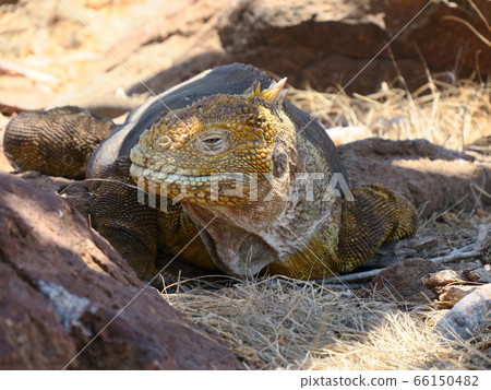 加拉帕戈斯Liquiguana 66150482