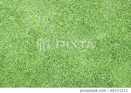 grass background Golf Courses green lawn 66151211