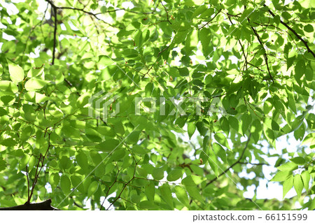 Fresh green zelkova Fresh green zelkova 66151599