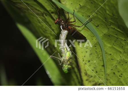 Emergence of cross-dikinjama 66151658