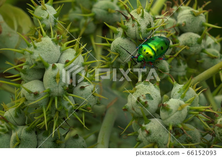 Nana Hoshi kinki bug Nana Hoshi kinki bug 66152093