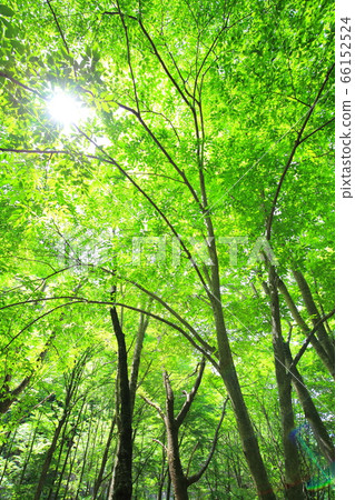 Fresh green of sunbeams through Fresh green of sunbeams through 66152524