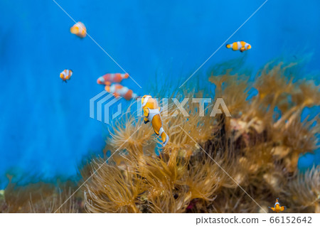 Clown fish and anemones on a blue background 66152642