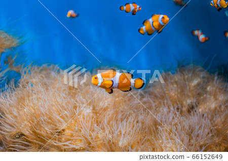 Clown fish and anemones on a blue background 66152649