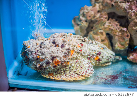 Reef stonefish Synanceia verrucosa , also known as the stonefish. Wildlife animal. 66152677