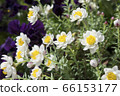 Flower cane 66153177