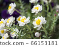 Flower cane 66153181