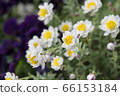 Flower cane 66153184