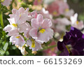 Nemesia 66153269