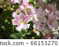 Nemesia 66153270