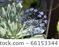 Allium frog leum 66153344