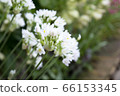 Allium roseum 66153345