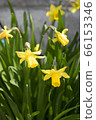 Mini narcissus theta tate 66153346