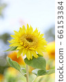 Monet sunflower 01 66153384