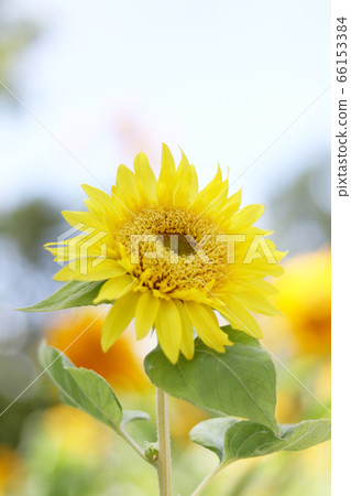 Monet sunflower 01 66153384