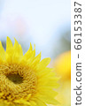 Monet sunflower 02 66153387