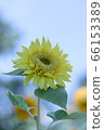 Monet sunflower 03 66153389