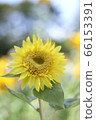 Monet sunflower 04 66153391