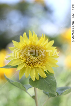 Monet sunflower 04 66153391