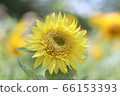 Monet sunflower 05 66153393