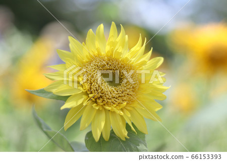 Monet sunflower 05 66153393