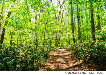 Fresh green mountain trails (Iinawa and Nishi mountain trails) 66153502