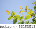 Young leaves of wigs 66153513