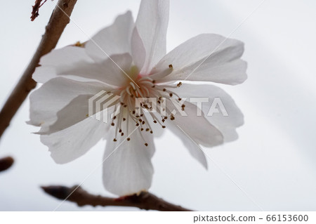 October cherry tree October cherry tree 66153600