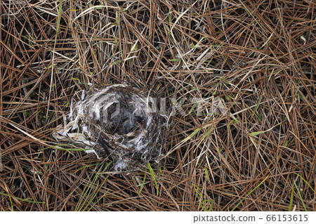Bird's nest Bird's nest 66153615