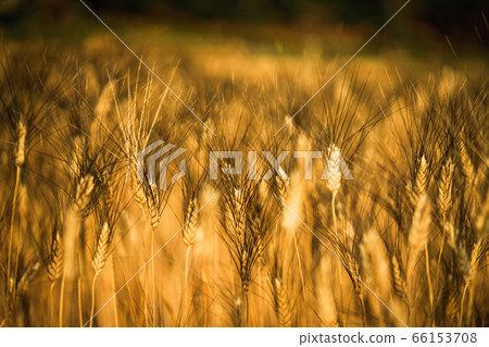 Golden wheat field background. 66153708