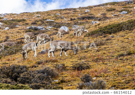 Chamois, Rupicapra rupicapra, on the rocky hill, Chamois, Rupicapra rupicapra, on the rocky hill, 66154012