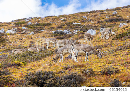 Chamois, Rupicapra rupicapra, on the rocky hill, 66154013