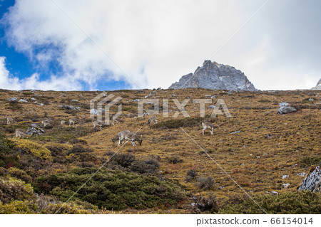 Chamois, Rupicapra rupicapra, on the rocky hill, 66154014