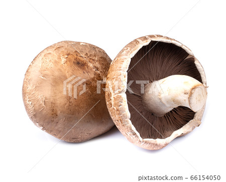 Portobello mushrooms isolated on white background Portobello mushrooms isolated on white background 66154050