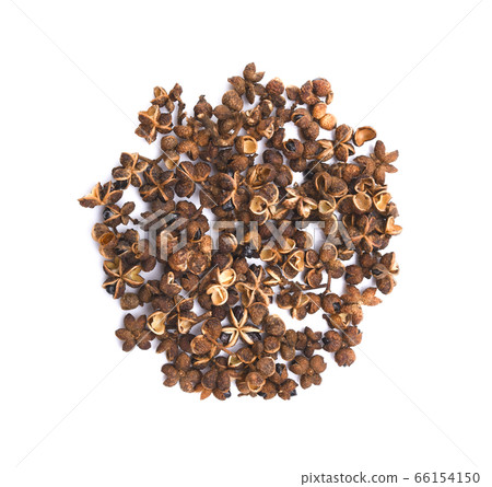 Zanthoxylum limonella Alston on white background Zanthoxylum limonella Alston on white background 66154150