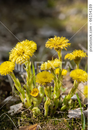 Yellow Coltsfoot flower or Tussilago farfara Yellow Coltsfoot flower or Tussilago farfara 66154189