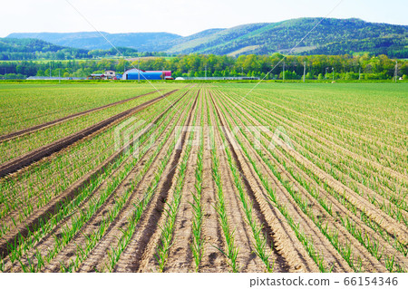 A vast onion field "Kitami City" 66154346
