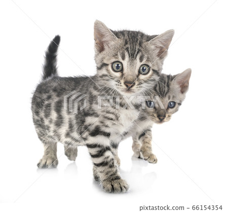 bengal kitten in studio bengal kitten in studio 66154354